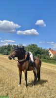 Biete Reitbeteiligung auf gut ausgebildetem Pferd im Aargau
