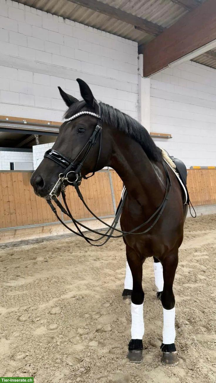 Bild 2: Biete Reitbeteiligung auf gut ausgebildetem Pferd im Aargau