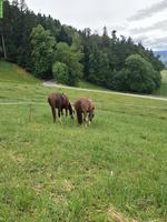Grosse Doppelbox oder einzel Pferdebox mit 24 Std. Auslauf