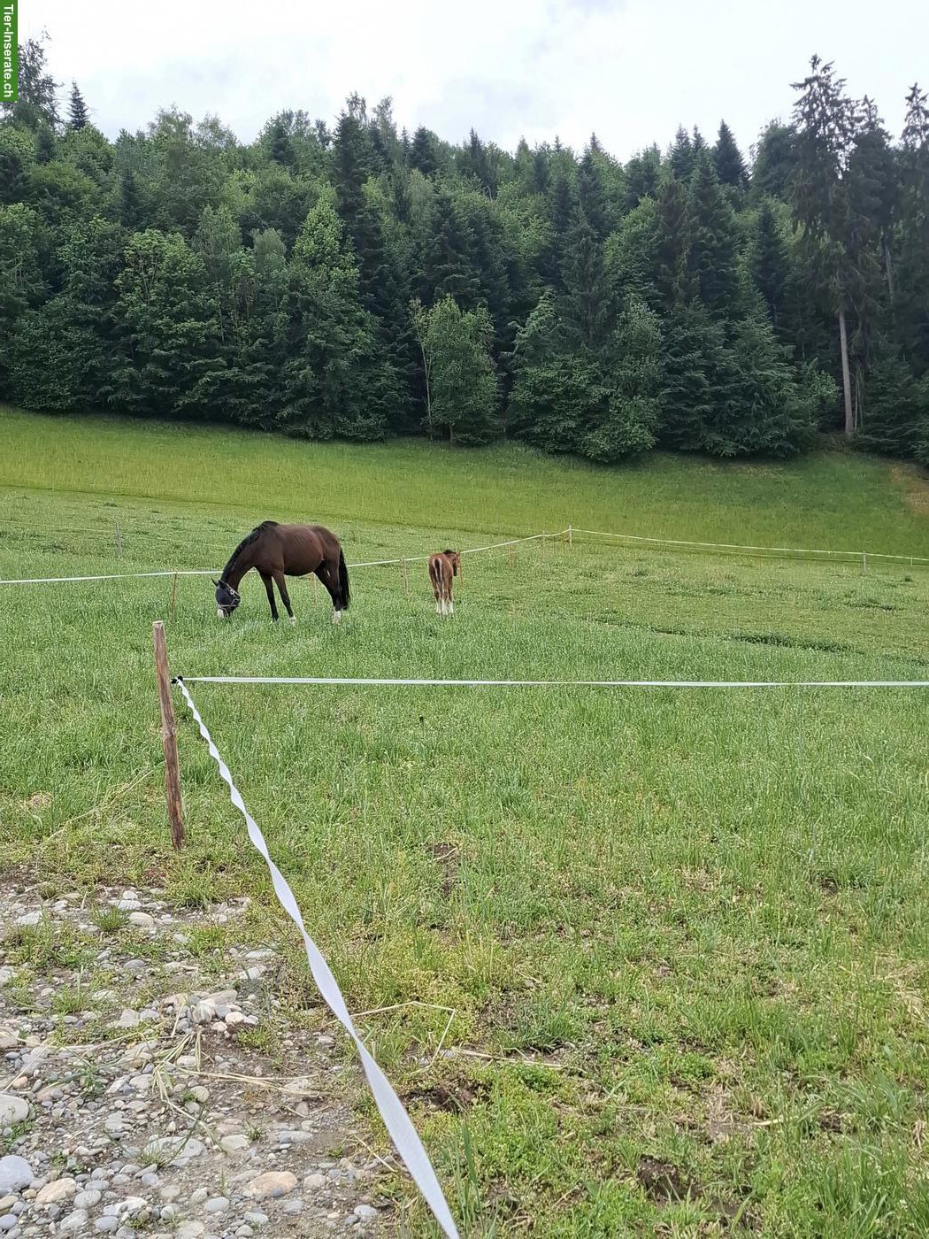 Bild 2: Grosse Doppelbox oder einzel Pferdebox mit 24 Std. Auslauf
