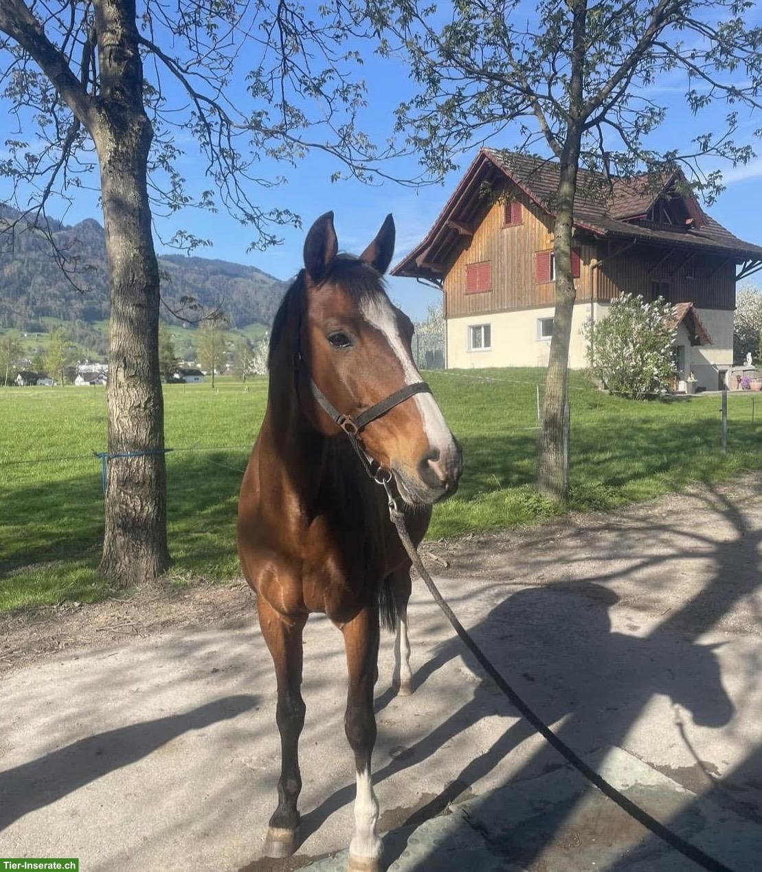 Spazier-/ und Reitbeteiligung für CH-Warmblut Wallach