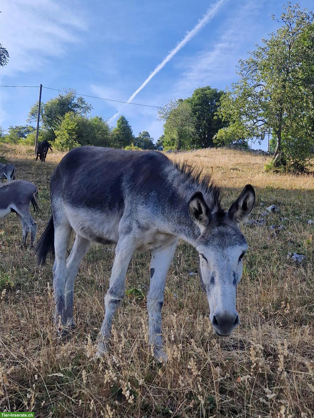 Pflegebeteiligung für Grossesel gesucht, Kanton Bern