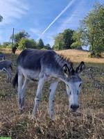 Pflegebeteiligung für Grossesel gesucht, Kanton Bern