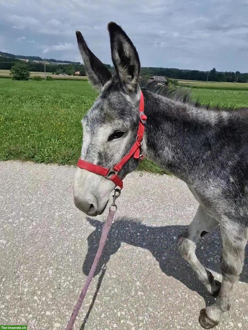 Bild 3: Pflegebeteiligung für Grossesel gesucht, Kanton Bern