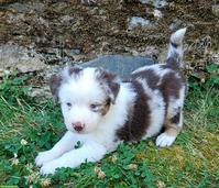 Mini Australian Shepherd Welpe, Rüde, Red Merle