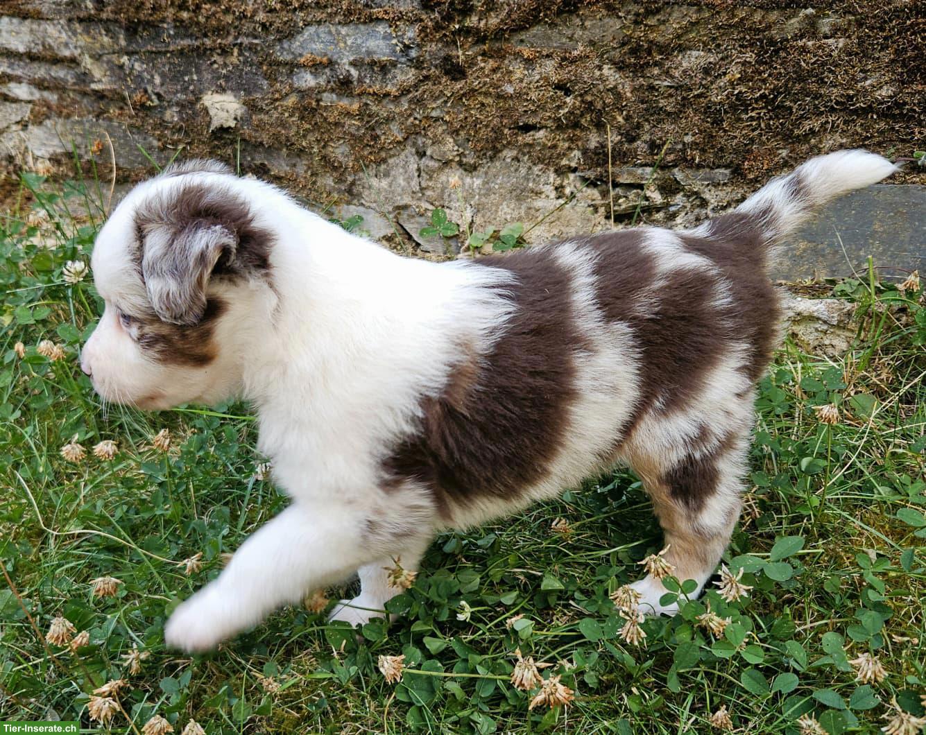 Bild 2: Mini Australian Shepherd Welpe, Rüde, Red Merle