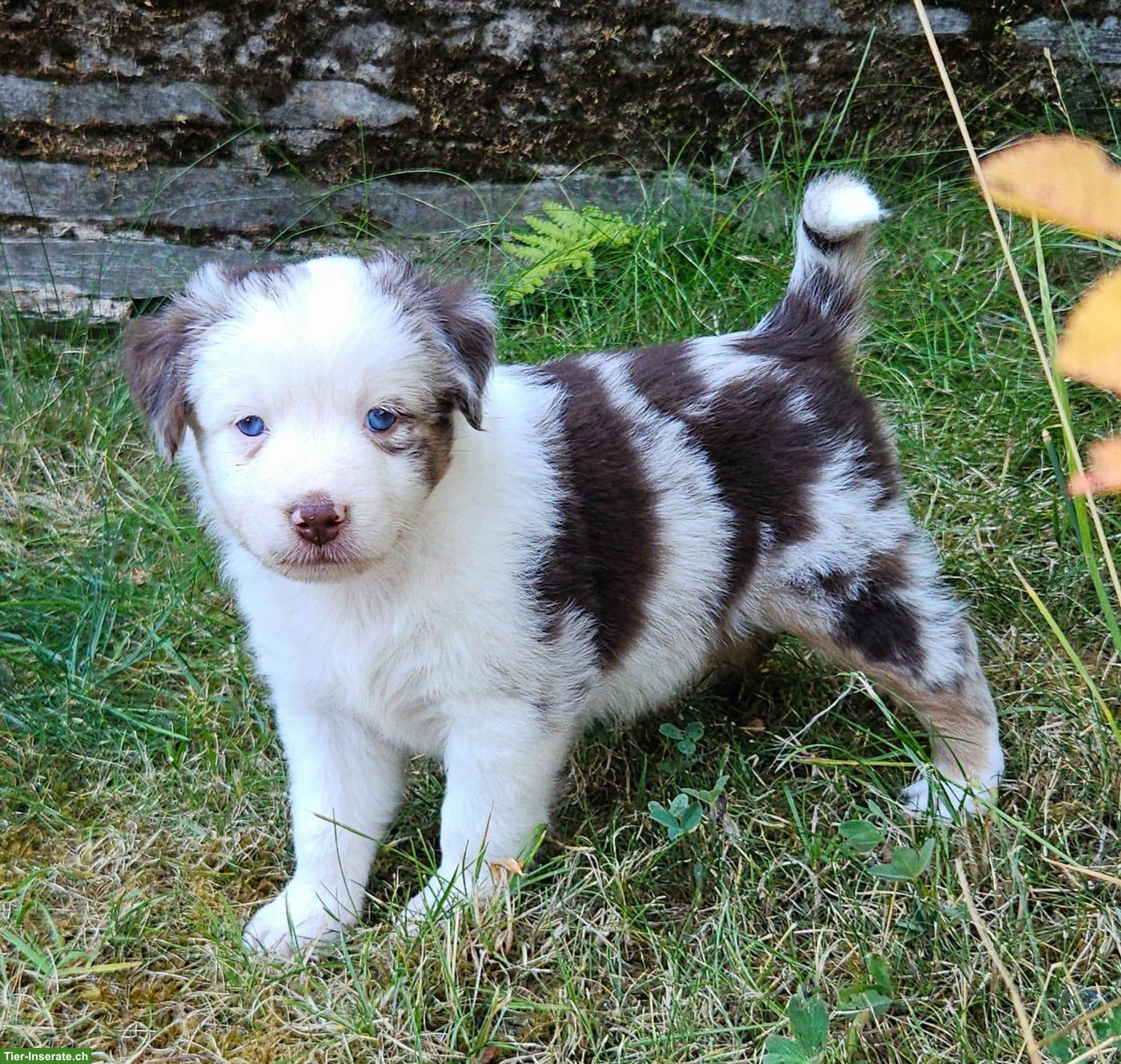 Bild 3: Mini Australian Shepherd Welpe, Rüde, Red Merle