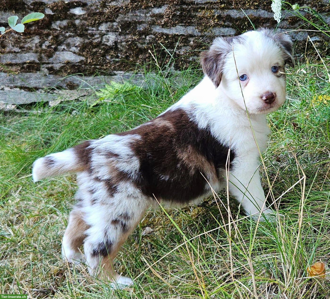 Bild 4: Mini Australian Shepherd Welpe, Rüde, Red Merle