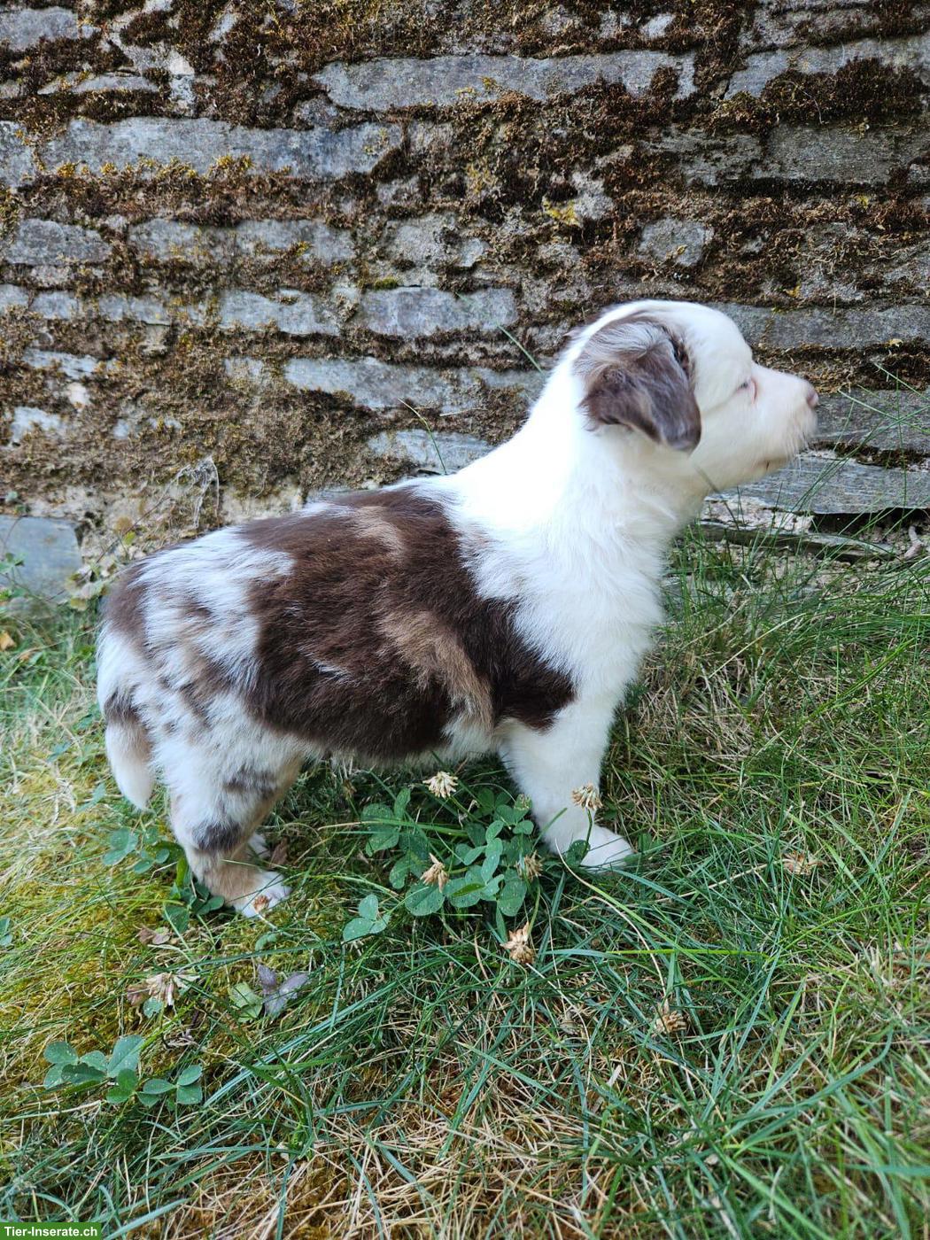 Bild 5: Mini Australian Shepherd Welpe, Rüde, Red Merle