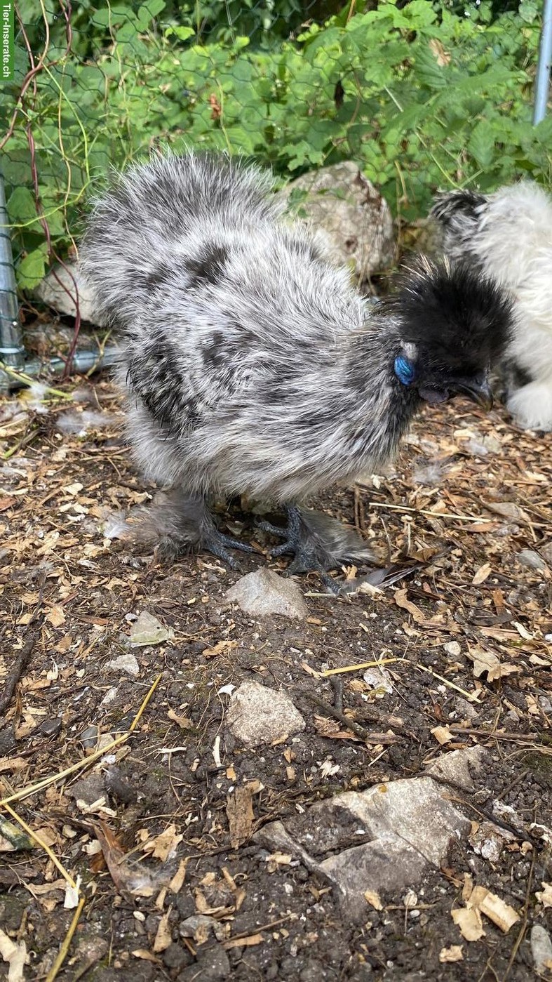 Seidenhuhn Junghähne zu verschenken
