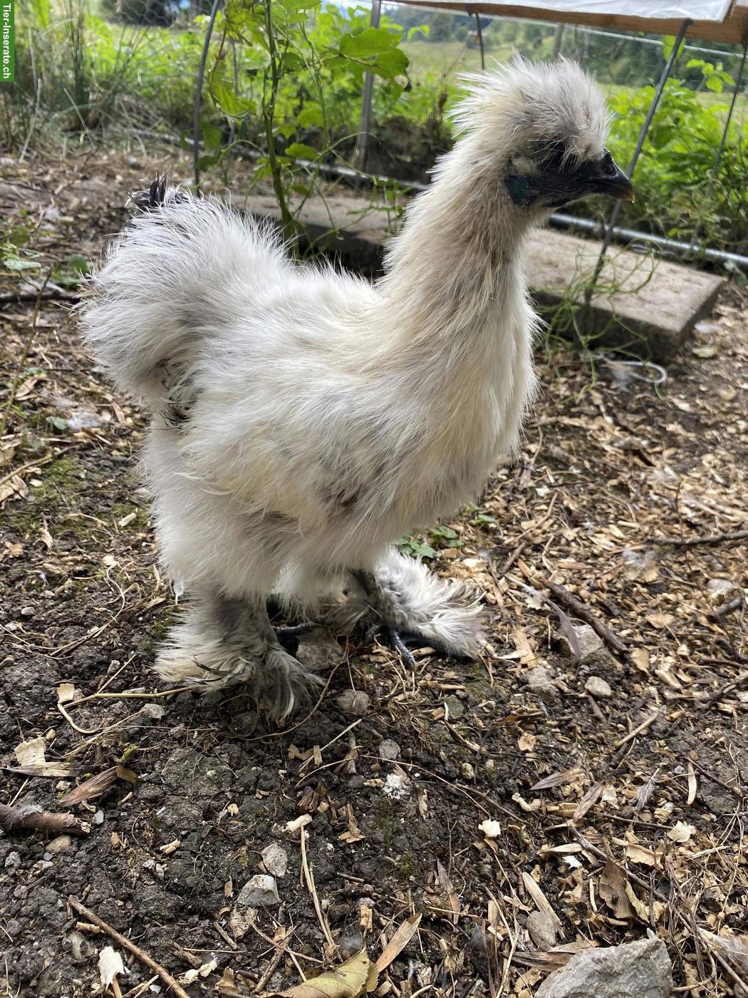 Bild 2: Seidenhuhn Junghähne zu verschenken
