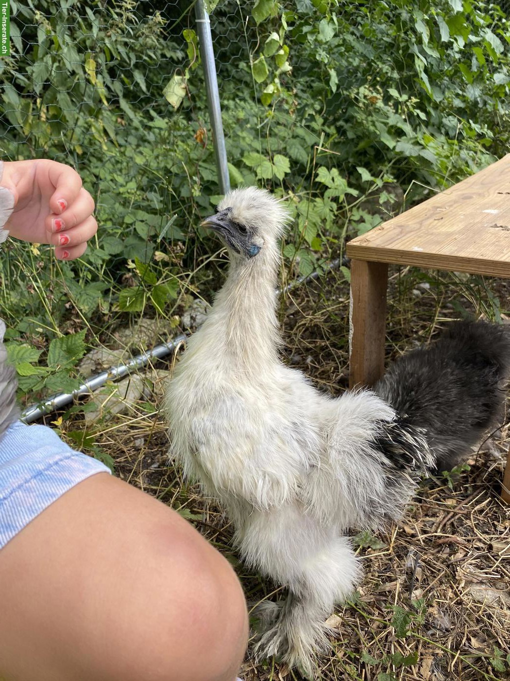 Bild 3: Seidenhuhn Junghähne zu verschenken
