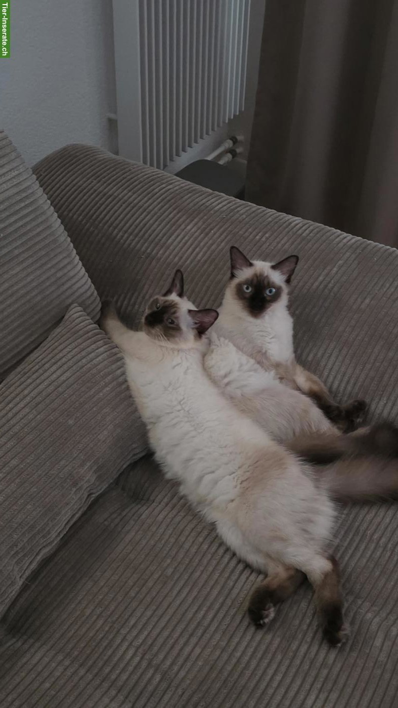 Ragdoll Katzengeschwister, Kater & Kätzchen