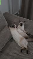Ragdoll Katzengeschwister, Kater & Kätzchen