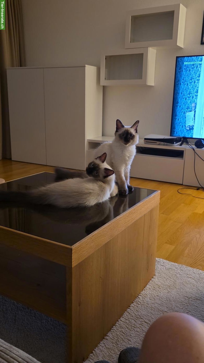 Bild 2: Ragdoll Katzengeschwister, Kater & Kätzchen