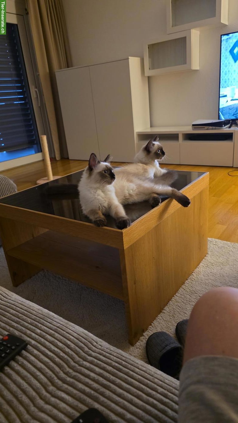 Bild 3: Ragdoll Katzengeschwister, Kater & Kätzchen