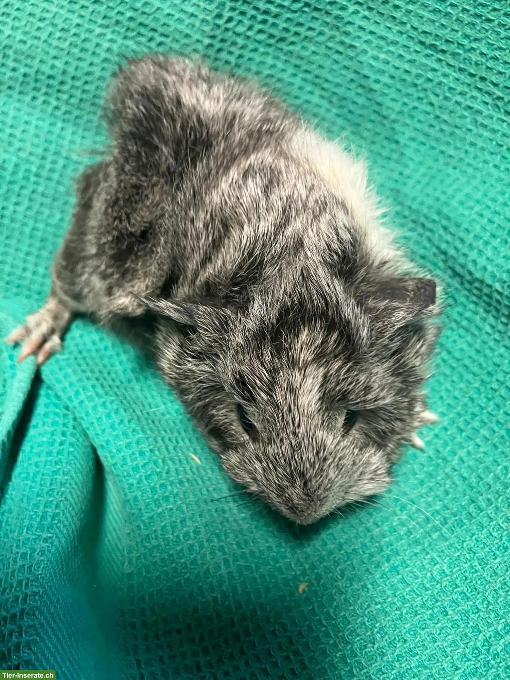 3 schöne Meerschweinchen Babys zu verkaufen