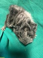 3 schöne Meerschweinchen Babys zu verkaufen
