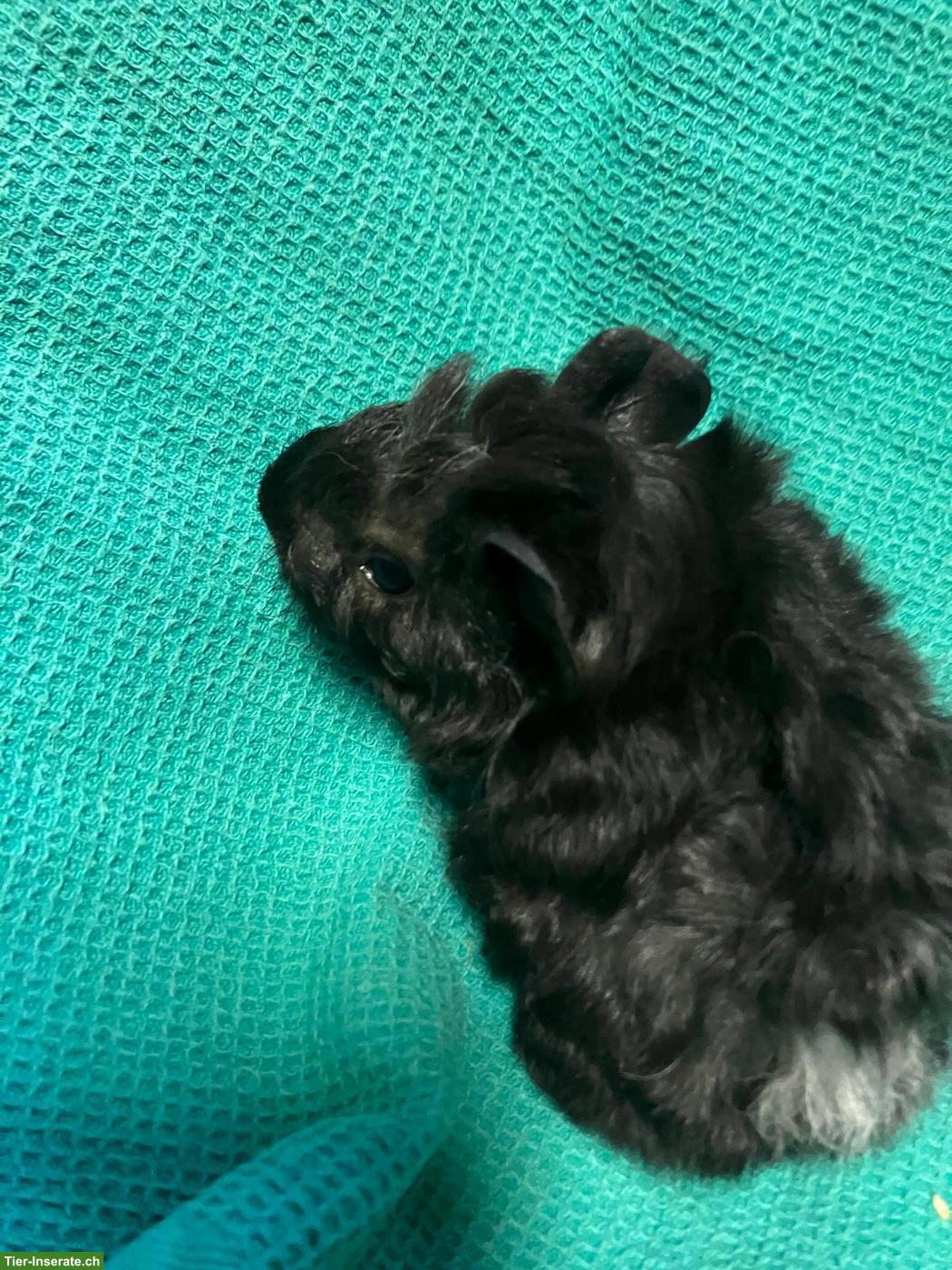 Bild 2: 3 schöne Meerschweinchen Babys zu verkaufen