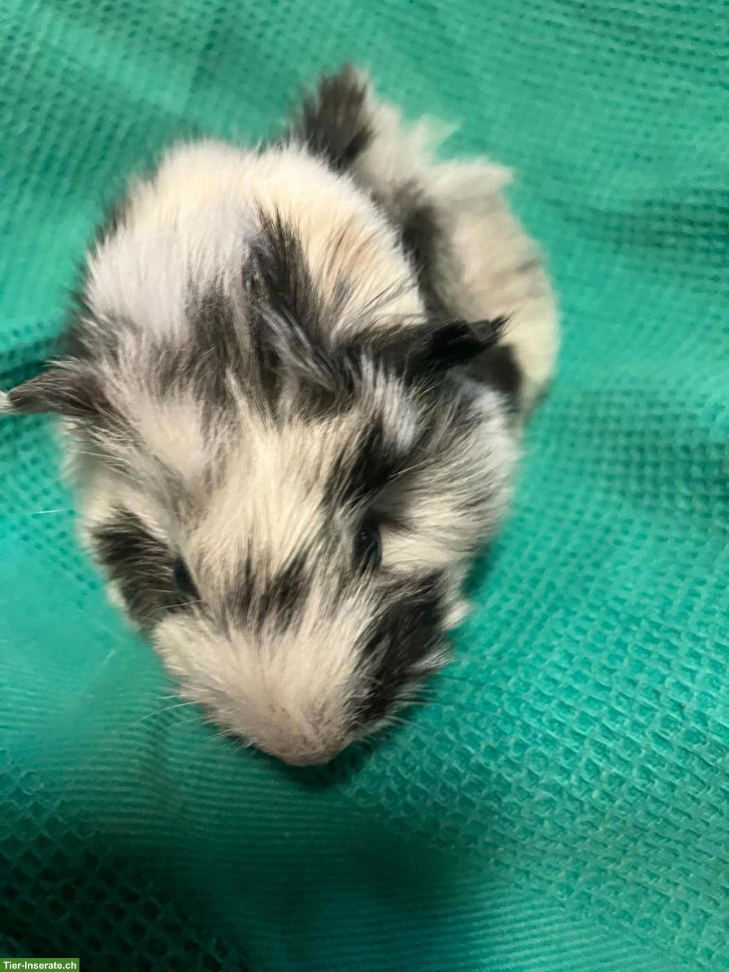 Bild 3: 3 schöne Meerschweinchen Babys zu verkaufen