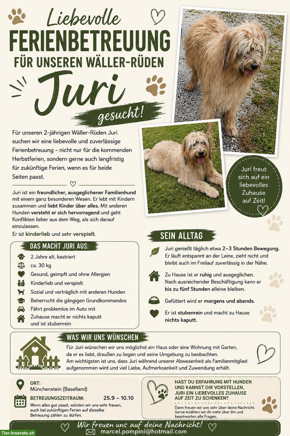 Liebevolle Ferienbetreuung für Wäller-Rüden Juri gesucht