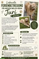 Liebevolle Ferienbetreuung für Wäller-Rüden Juri gesucht