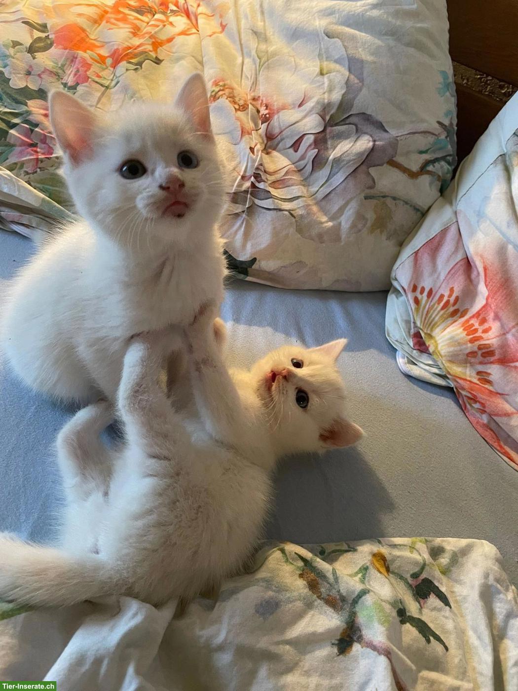 Weisse Katzenbabys suchen 5-Sterne-Zuhause
