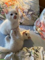 Weisse Katzenbabys suchen 5-Sterne-Zuhause