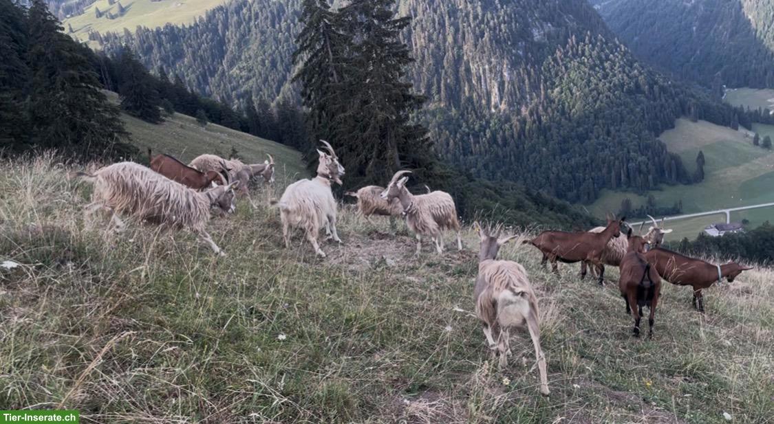 Milchziegen zu verkaufen