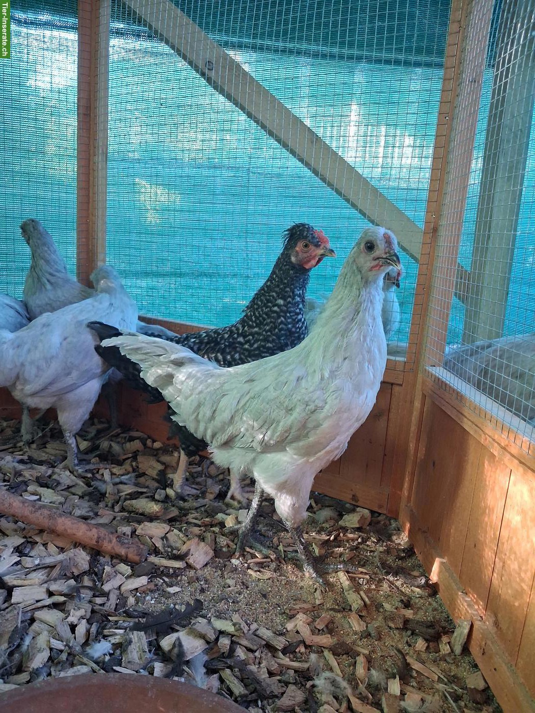 Araucana Lavender Junghähne zu verkaufen