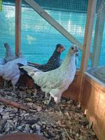 Araucana Lavender Junghähne zu verkaufen