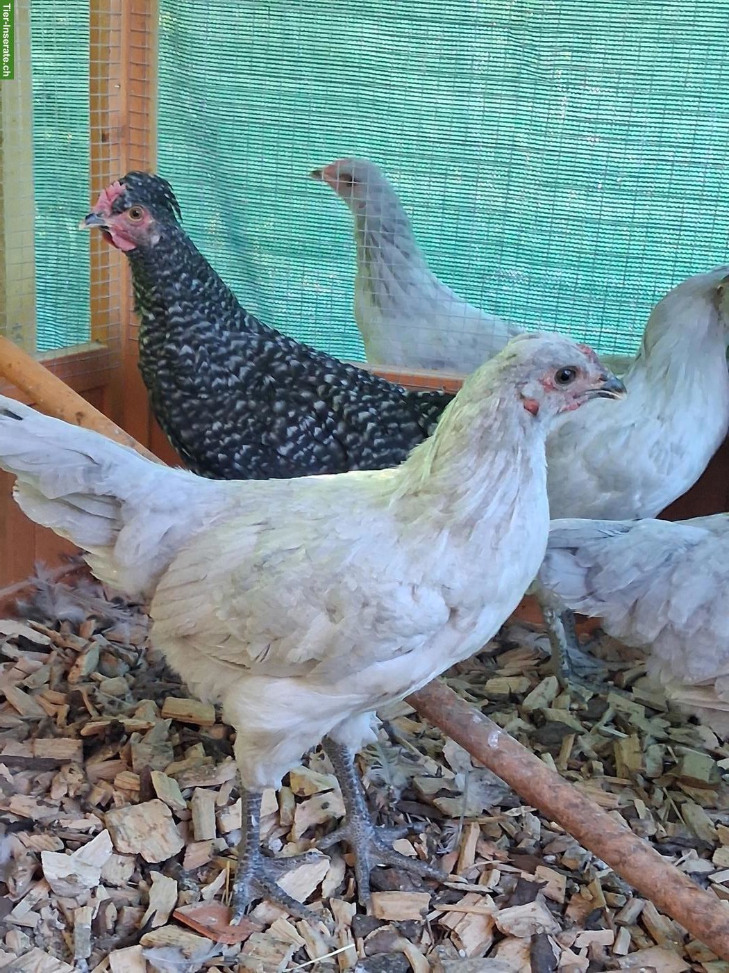 Bild 2: Araucana Lavender Junghähne zu verkaufen