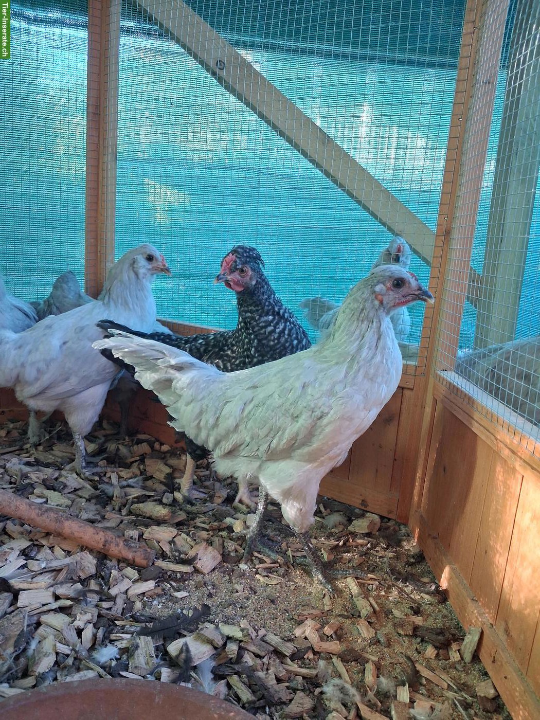 Bild 3: Araucana Lavender Junghähne zu verkaufen
