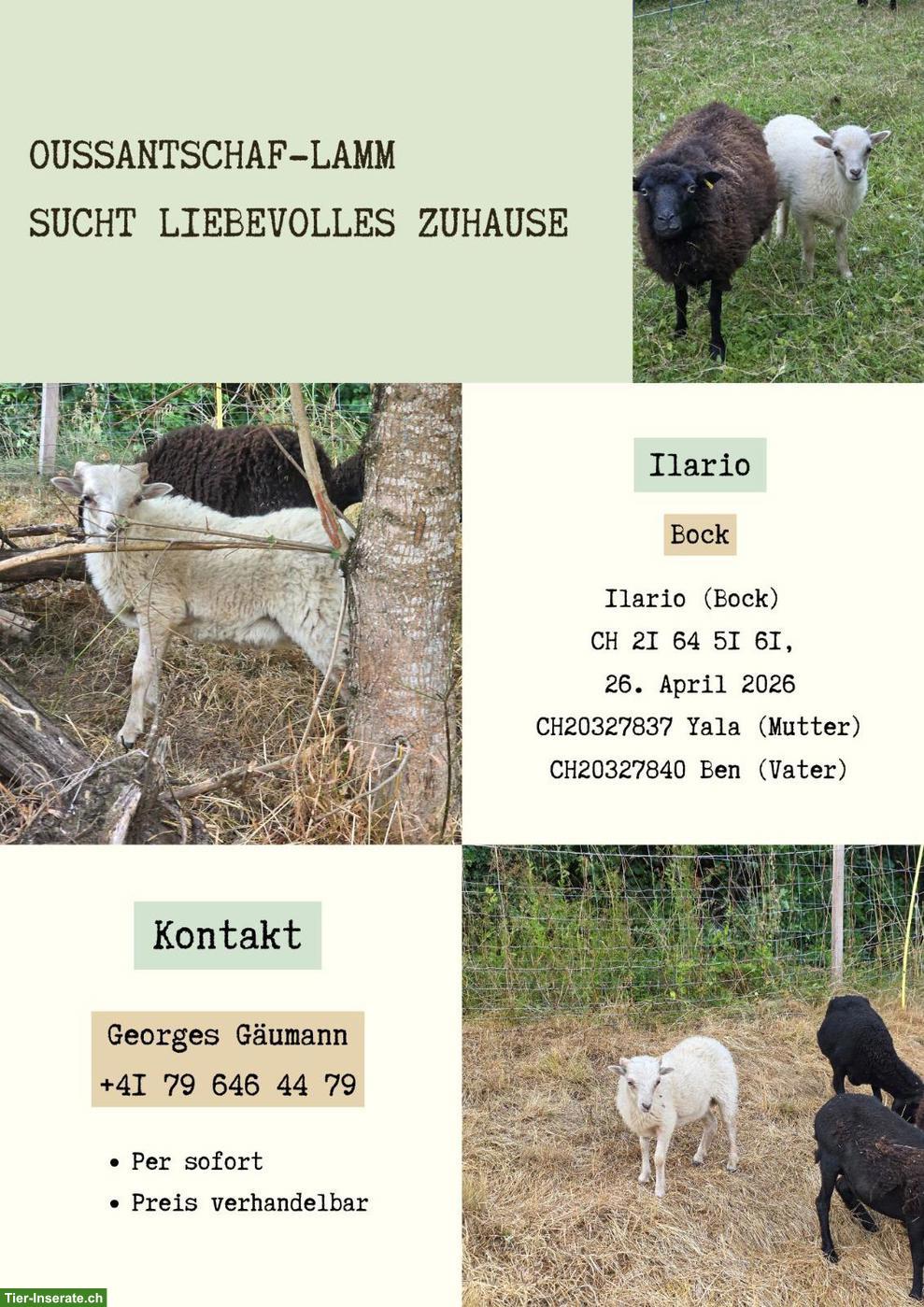 Ouessantschaf Lamm suchen liebevolles Zuhause per sofort