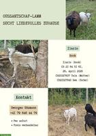 Ouessantschaf Lamm suchen liebevolles Zuhause per sofort
