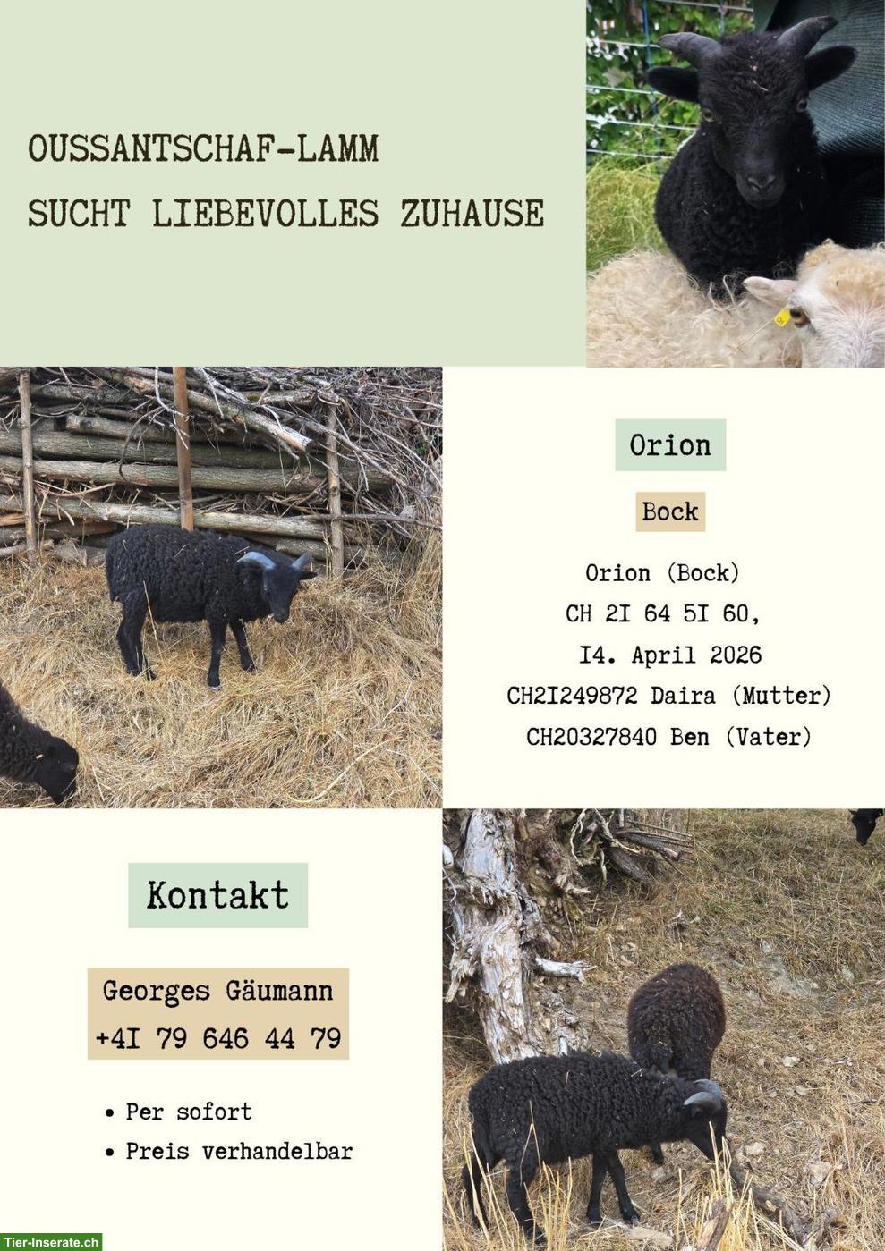 Bild 2: Ouessantschaf Lamm suchen liebevolles Zuhause per sofort