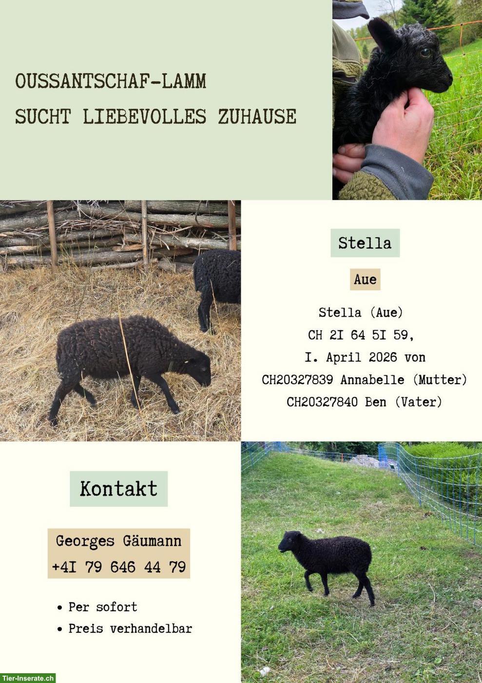 Bild 3: Ouessantschaf Lamm suchen liebevolles Zuhause per sofort