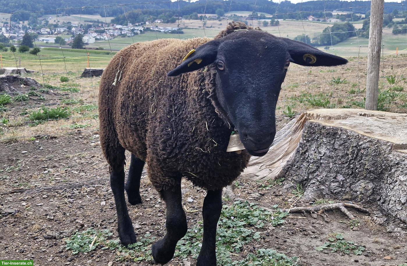 SBS Lamm (Schwarzbraunes Bergschaf) zu verkaufen