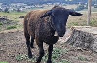 SBS Lamm (Schwarzbraunes Bergschaf) zu verkaufen