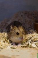 Junge Campbell Zwerghamster bald auf der Welt 🌍🐹