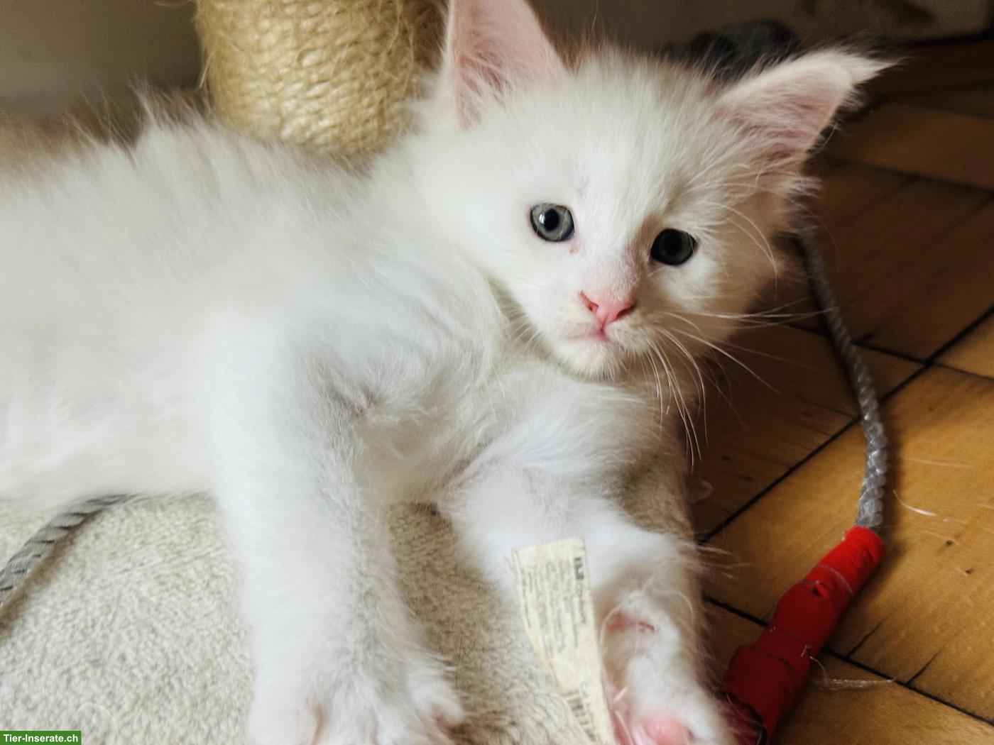 Maine Coon Kitten mit Stammbaum, wunderschön und verschmust