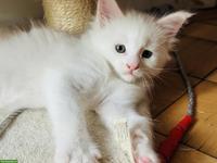 Maine Coon Kitten mit Stammbaum, wunderschön und verschmust