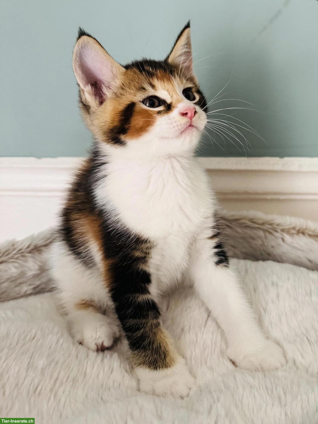 Bild 2: Maine Coon Kitten mit Stammbaum, wunderschön und verschmust
