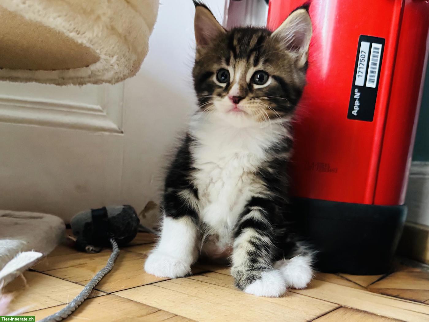 Bild 3: Maine Coon Kitten mit Stammbaum, wunderschön und verschmust