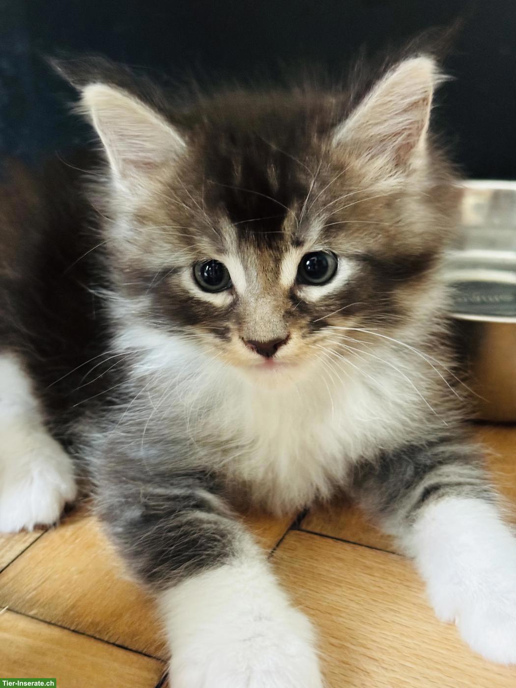Bild 4: Maine Coon Kitten mit Stammbaum, wunderschön und verschmust