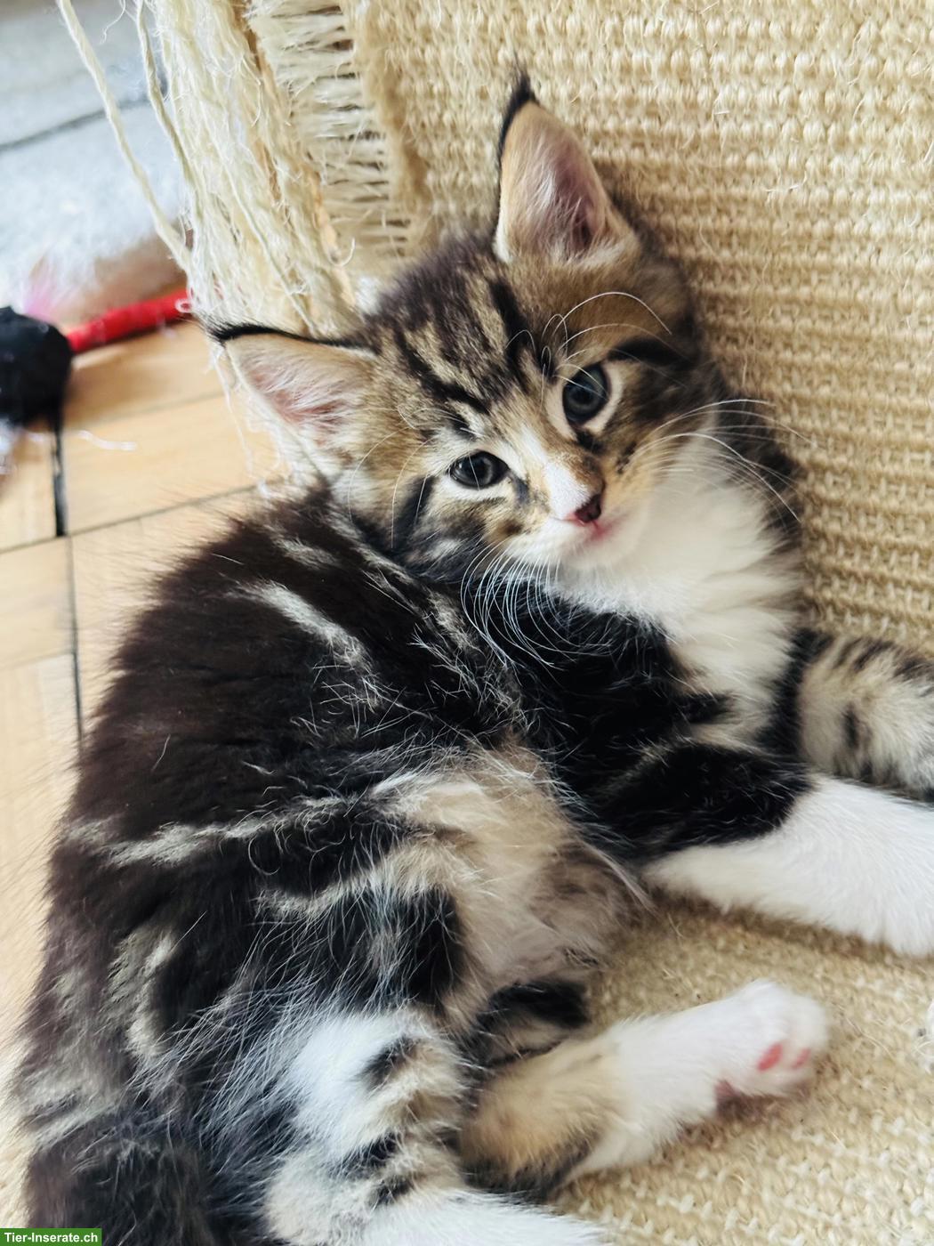 Bild 5: Maine Coon Kitten mit Stammbaum, wunderschön und verschmust