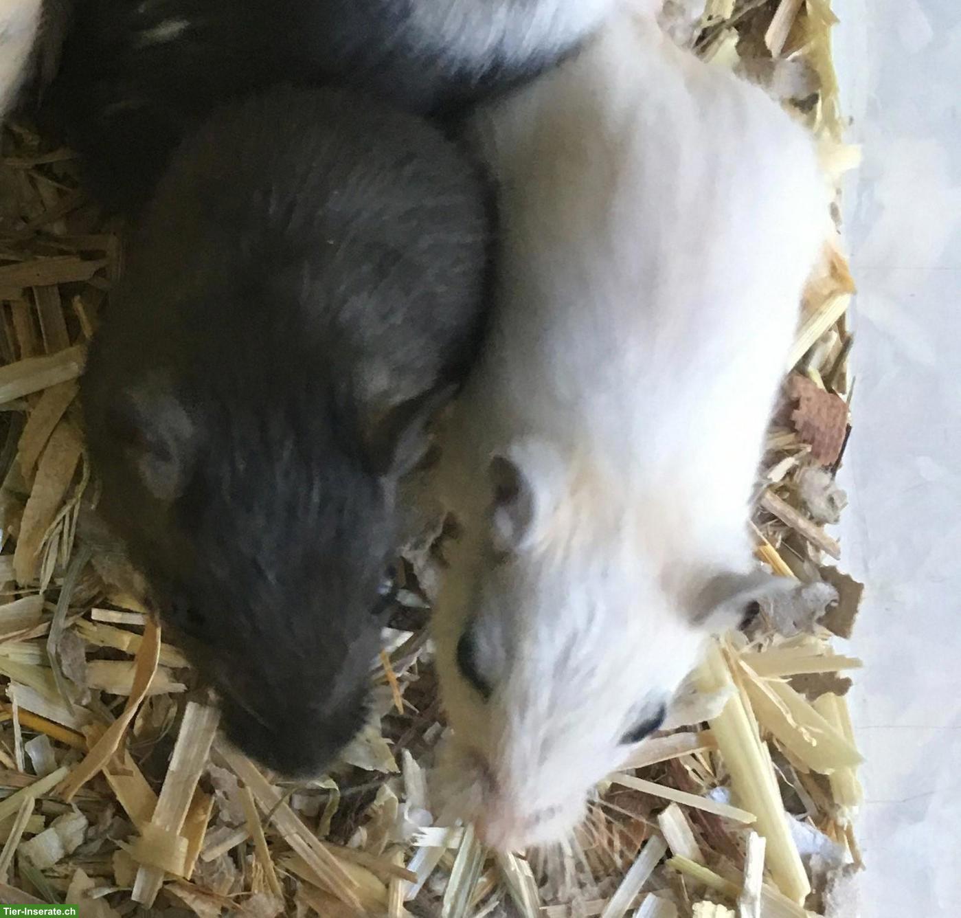 Bild 4: Junge gesunde Rennmäuse zur Abgabe