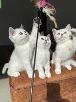 Reinrassige BKH Kitten Silver Shadow