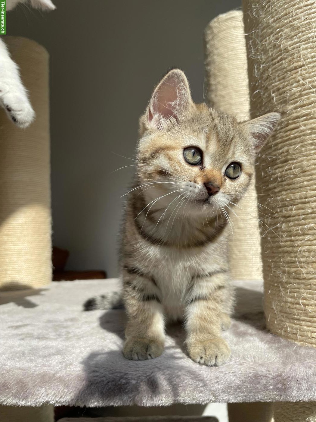 Bild 6: Reinrassige BKH Kitten Silver Shadow