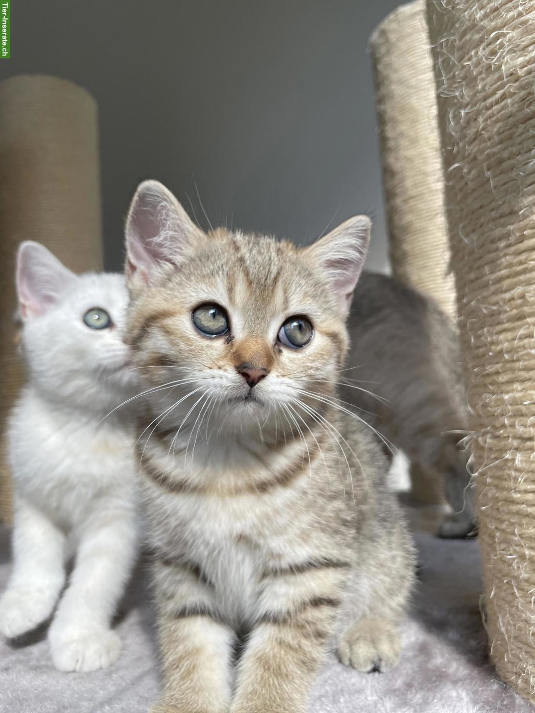 Bild 7: Reinrassige BKH Kitten Silver Shadow